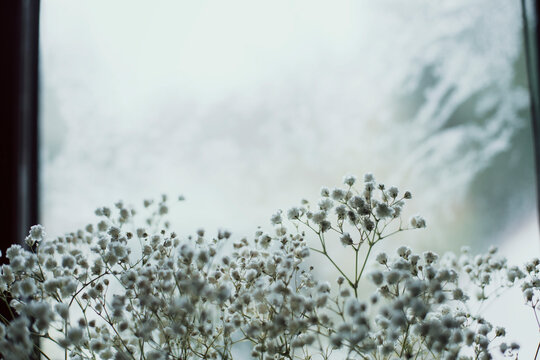 White flowers and frozen window