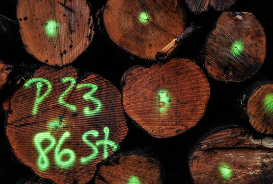 Pine Logs Background