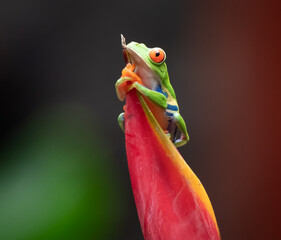Costa Rica red-eyed tree frog