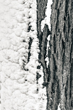 Monochrome tree trunk with bark half covered with snow