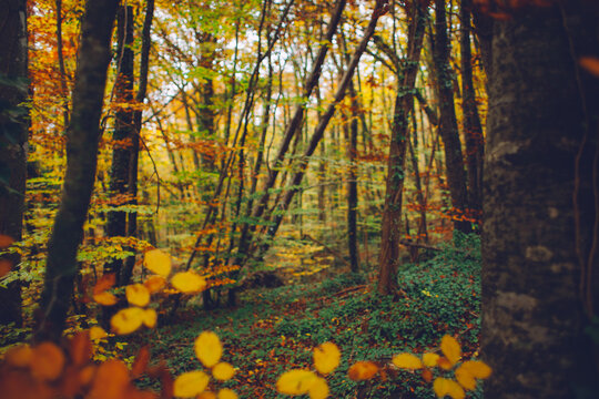 Autumn scene in a beech forest