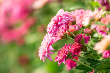 Fototapeta premium Beautiful chrysanthemums blooming in the garden