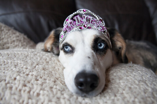 Blue eyed dog wearing sparkly Princess tiara
