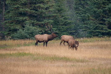 Naklejka na ściany i meble A large bull in jasper national park with a cow and young elk
