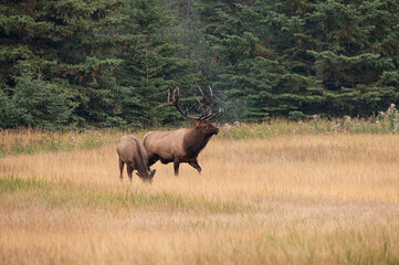 Fototapeta premium A large bull elk standing beside one of his cows