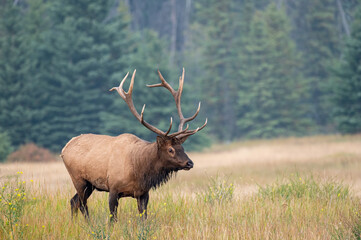 Naklejka na ściany i meble A large bull elk walking in a meadow