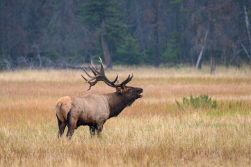 A large bull elk bugling in a meadow