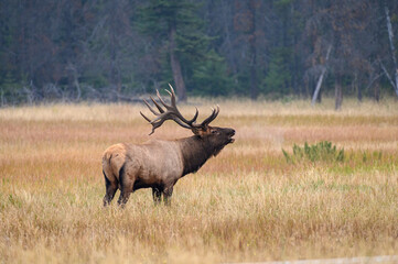 Naklejka na ściany i meble A large elk bugling to his Harim 