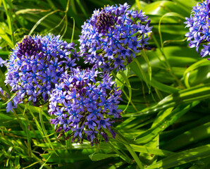 Stunning blue flowers of  a genus of around 90 species of bulbs in hyacinth (Hyacinthaceae) family, Scilla  peruviana variation venusta adds charm to a spring bulb garden with its bright blue heads.