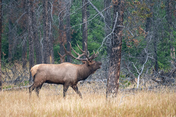 Naklejka na ściany i meble A large elk bugling to his Harim 