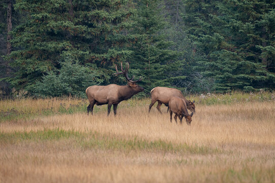 A large bull in jasper national park with a cow and young elk