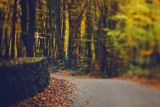 Autumn scene. Road in the middle of the forest.