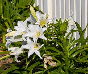 Glorious Lilium candidum Madonna Lily , a plant in the genus Lilium, one of the true lilies flowering in late spring is a decorative addition to the garden landscape and a long lasting cut flower.