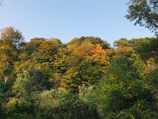 Fototapeta premium autumn in the park