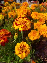 Naklejka na ściany i meble orange marigold flowers at the flower market