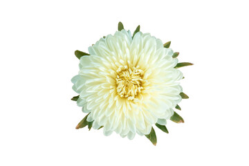 white Aster on a white background top view