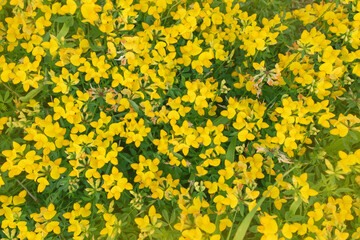 Obraz premium many yellow meadow flowers in a clearing, top view
