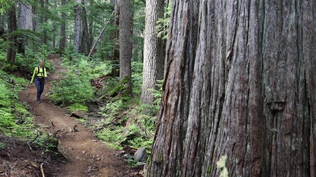 Woman Hiking In Old Growth Forest