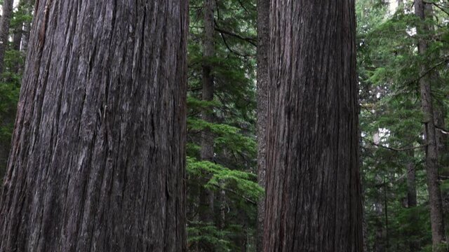 Two Giant Trees In A Healthy Forest