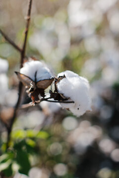 Cotton ready for picking