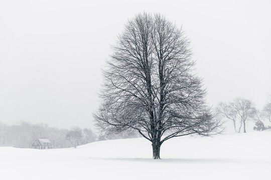 Lone Maple Tree in Snowy Winter Landscape