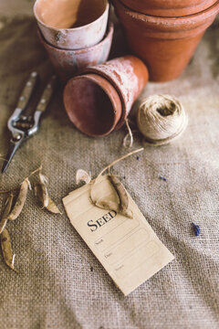 Collecting Sweet Pea Seed
