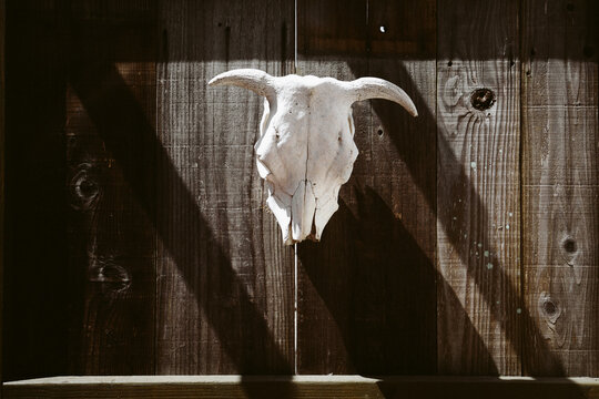 A skull mounted on wooden panels outdoors
