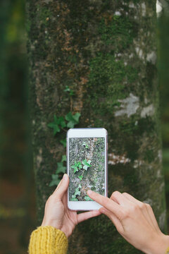 Woman taking a photo of a trunk with ivy with her phone