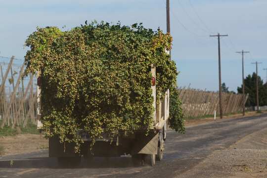 loaded hop truck