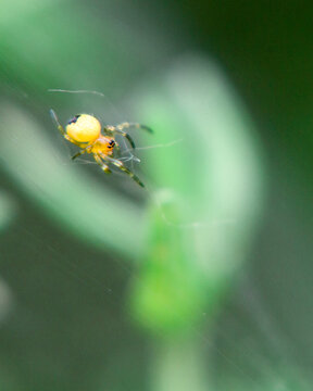 Tiny baby yellow spider walks on web wire