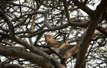 Fototapeta na wymiar A leopard (Panthera pardus) resting in the late afternoon - Kenya.