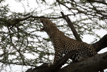 A leopard (Panthera pardus) resting in the late afternoon - Kenya.