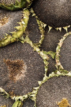Sunflower heads being offered at the market in Gdansk/ Poland
