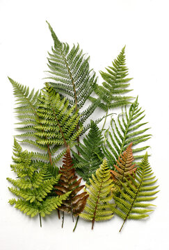 variety of fern leaves on white paper