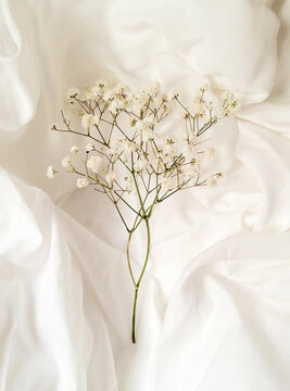 Baby's Breath Flowers