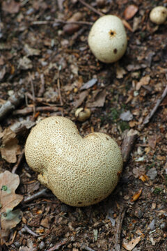Scleroderma citrinum