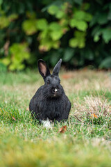 one cute black bunny with white paw sitting on the green grass in front of the bushes