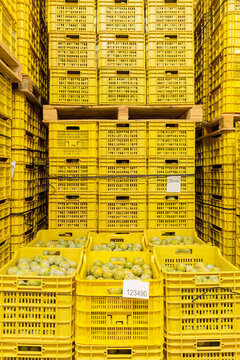 Ripe plums stored in plastic crates into a cold storage