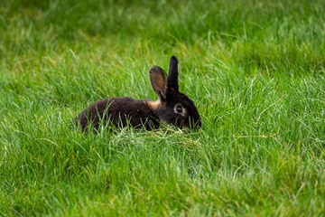 one cute black rabbit with lighter-toned fur around its eyes and neck eating on a green grass field