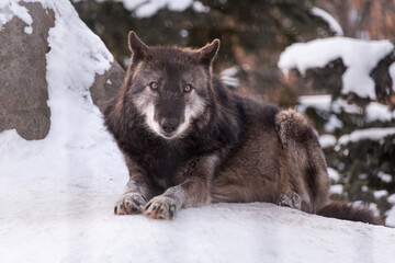 Shot of a wild wolf at Asahiyama zoo in winter time