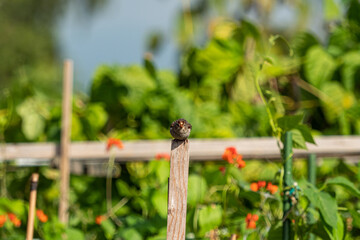 one sparrow resting on the wooden fence in the garden with dense green crops in the background