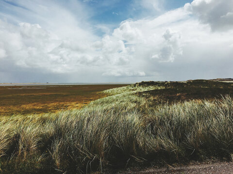 Grassy Dune Landscape on Sylt Island (Germany)
