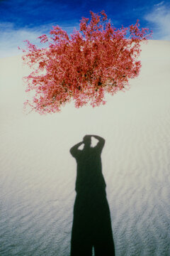 Photographer's shadow beneath flaming red bush in desert