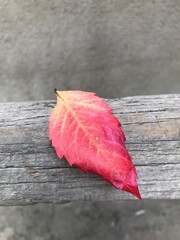 red maple leaf