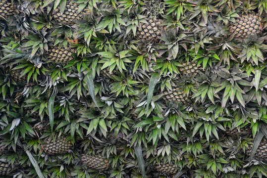 Pineapple background in close-up