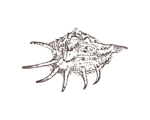 Doodle shellfish icon isolated on white. Hand drawing sketch, Vector stock illustration. EPS 10