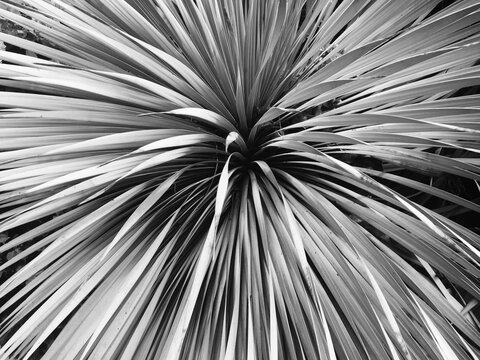 Plant Texture