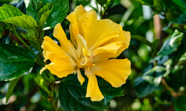 Gelbe Hibiskusbl&uuml;te