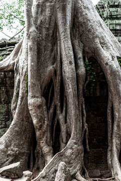 Tree roots at Angkor Wat temple - Siem Reap - Cambodia