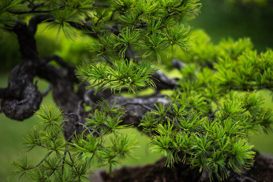 Branch of a bonsai tree